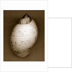 Bonnet Shell by Anonymous