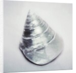 Pearl Trochus Shell by Anonymous