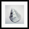 Pearl Trochus Shell by Anonymous