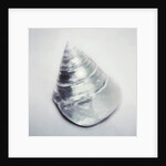 Pearl Trochus Shell by Anonymous