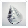 Pearl Trochus Shell by Anonymous