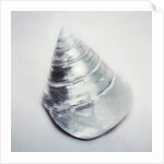 Pearl Trochus Shell by Anonymous