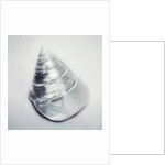 Pearl Trochus Shell by Anonymous