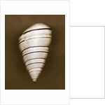 Candy Cane Shell by Anonymous