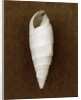 White Cerithium Shell by Anonymous
