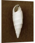 White Cerithium Shell by Anonymous