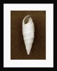 White Cerithium Shell by Anonymous