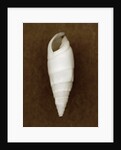 White Cerithium Shell by Anonymous