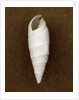 White Cerithium Shell by Anonymous