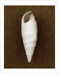 White Cerithium Shell by Anonymous