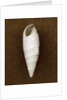 White Cerithium Shell by Anonymous