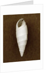 White Cerithium Shell by Anonymous