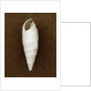 White Cerithium Shell by Anonymous