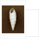 White Cerithium Shell by Anonymous