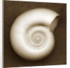 White Spiral Shell by Anonymous