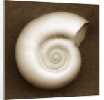 White Spiral Shell by Anonymous