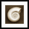 White Spiral Shell by Anonymous