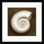 White Spiral Shell by Anonymous