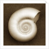 White Spiral Shell by Anonymous