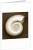 White Spiral Shell by Anonymous