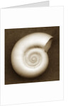 White Spiral Shell by Anonymous