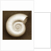 White Spiral Shell by Anonymous