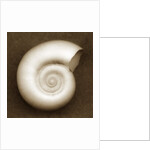 White Spiral Shell by Anonymous