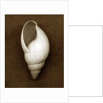 White Cornball Shell by Anonymous