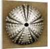 Deep Water Sea Urchin by Anonymous