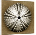 Deep Water Sea Urchin by Anonymous