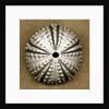 Deep Water Sea Urchin by Anonymous