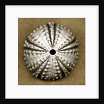 Deep Water Sea Urchin by Anonymous
