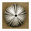 Deep Water Sea Urchin by Anonymous