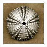 Deep Water Sea Urchin by Anonymous