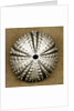 Deep Water Sea Urchin by Anonymous