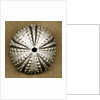 Deep Water Sea Urchin by Anonymous