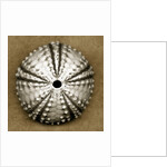Deep Water Sea Urchin by Anonymous