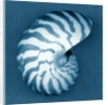 Nautilus Shell by Anonymous