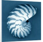 Nautilus Shell by Anonymous