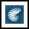 Nautilus Shell by Anonymous