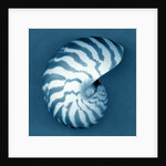 Nautilus Shell by Anonymous
