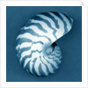 Nautilus Shell by Anonymous
