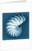 Nautilus Shell by Anonymous