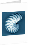 Nautilus Shell by Anonymous