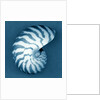 Nautilus Shell by Anonymous
