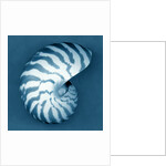 Nautilus Shell by Anonymous