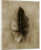 Elephant Ear by Anonymous