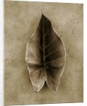 Elephant Ear by Anonymous