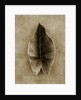 Elephant Ear by Anonymous