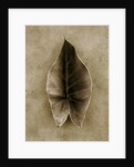 Elephant Ear by Anonymous